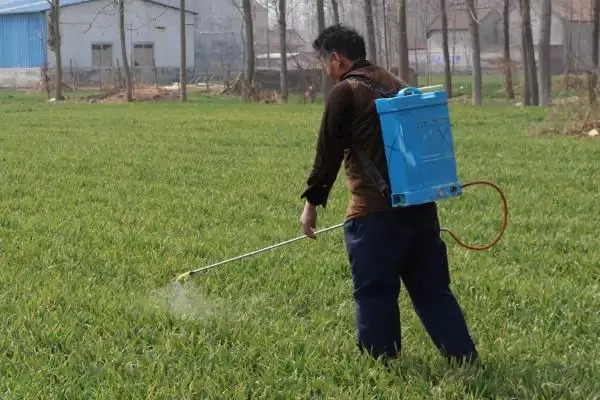图片[2]-小麦蚜虫防治方法及农业生物化学法(小麦蚜虫咋防治及防治方法)？-会东网
