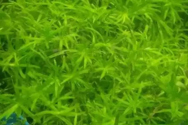图片[2]-稻穗水草养殖难度大对环境要求严格(稻穗水草养殖有何难点与要求)？-会东网