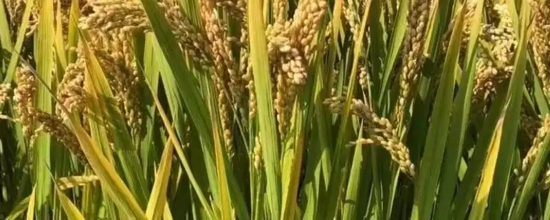 徽两优968水稻种子作为中籼两系杂交品种详情(徽两优968水稻种子中籼两系杂交详情)？-会东网