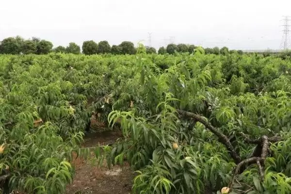图片[3]-果园种植规划相关要点情况(果园如何种植规划，首先要建造小公路)？-会东网