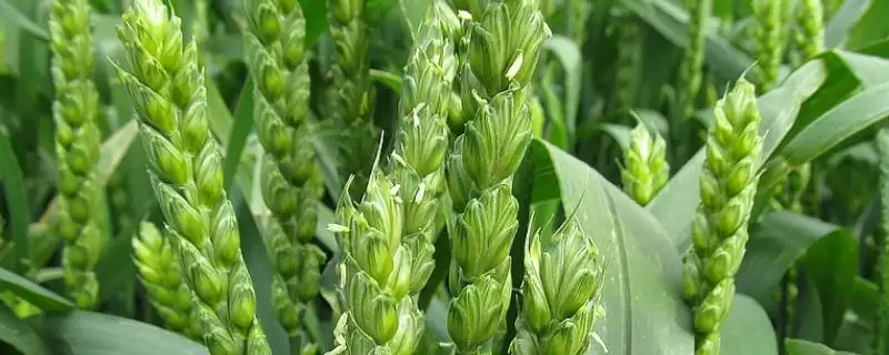 新研7号小麦品种特性与半冬性品种(新研7号小麦品种特性及半冬性品种)?-会东网