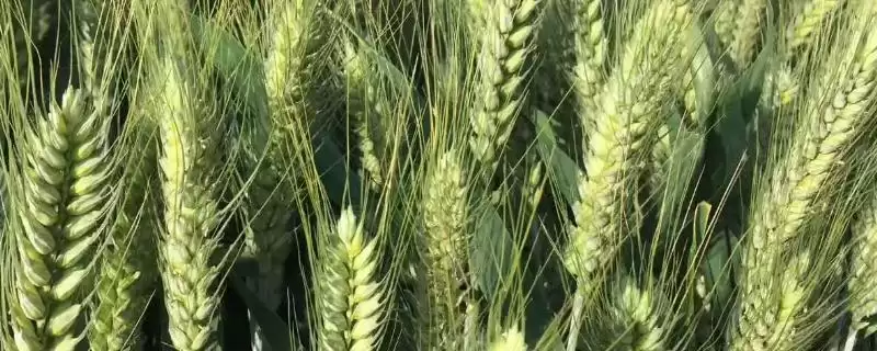 成麦791小麦品种特性与全生育期(成麦791小麦品种特性及全生育期)？-会东网