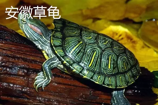 图片[2]-中华草龟分布省份及地区差异情况(中华草龟分布省份及地区差异情况)？-会东网