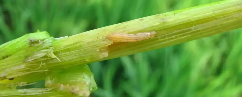 防治水稻钻心虫扒开叶鞘发现幼虫时即可防治(防治水稻钻心虫发现幼虫时防治有何依据)？-会东网