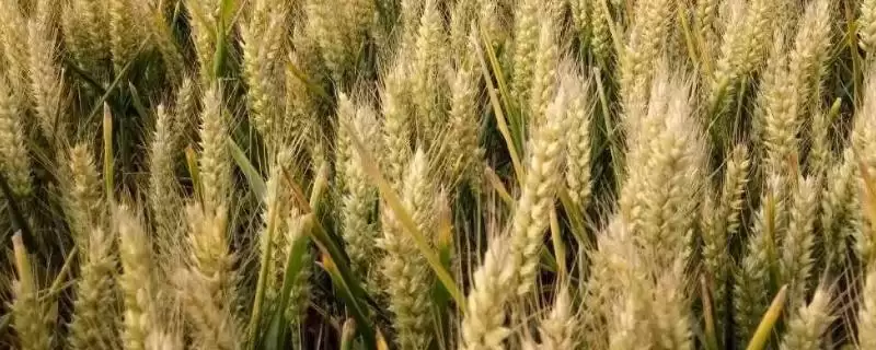 邦麦1号小麦品种特性与基本苗数(邦麦1号小麦品种特性及基本苗数)?-会东网