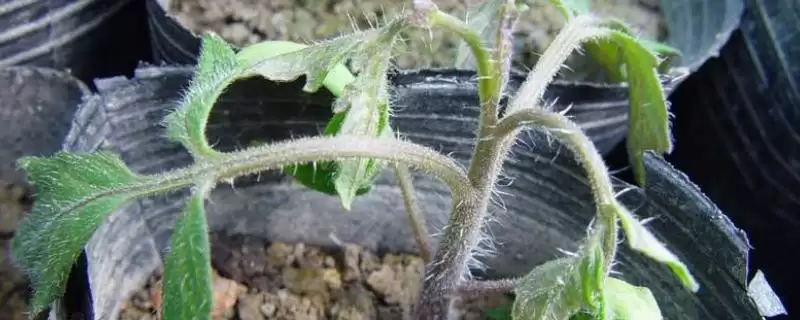 茄子苗期猝倒病防治方法及农家肥要点(怎么防治茄子苗期猝倒病及农家肥要点)？-会东网