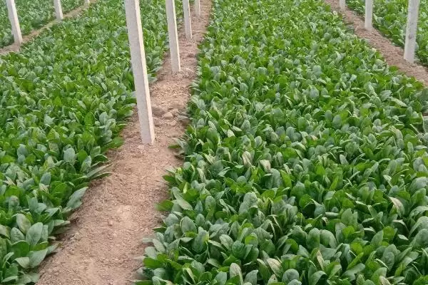 图片[2]-越冬菠菜种植时间与适宜气温条件(越冬菠菜什么时候种及适宜气温)？-会东网