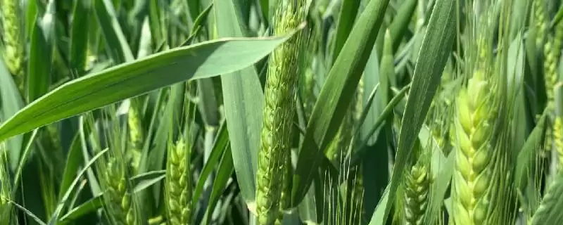 东昌7072小麦种子情况、所属类型(东昌7072小麦种子简介,为中筋品种)?-会东网