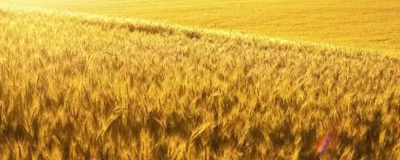 华麦1309小麦种子特征特性、播种量(华麦1309小麦种子特征特性,亩播种量10~13公斤)?-会东网