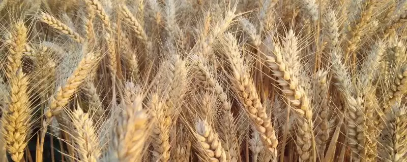中麦875小麦种简介与适宜基本苗数(中麦875小麦种简介及适宜基本苗数)?-会东网