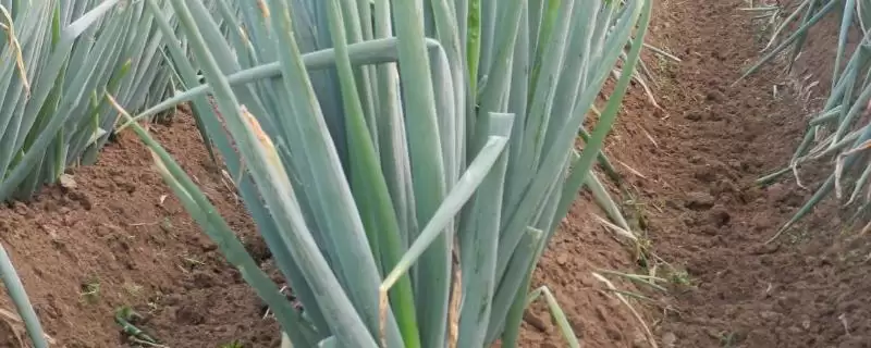 春季适合种植的蔬菜种类(春季适合种植哪些蔬菜,可种植油菜、春大蒜、茄子等)?-会东网