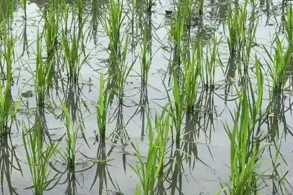 图片[4]-恒优8339水稻品种6月18-23日播种要点(恒优8339水稻品种6月18-23日播种要点)？-会东网