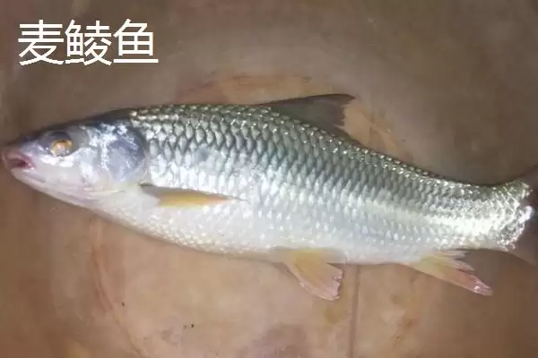 图片[6]-麦鲮鱼和红眼鱼区别介绍(麦鲮鱼圆鳞、吻钝、嘴阔与红眼鱼区别)？-会东网