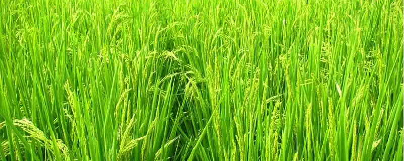 滇禾优811水稻种子中抗稻曲病(滇禾优811水稻种子中抗稻曲病有何作用)?-会东网