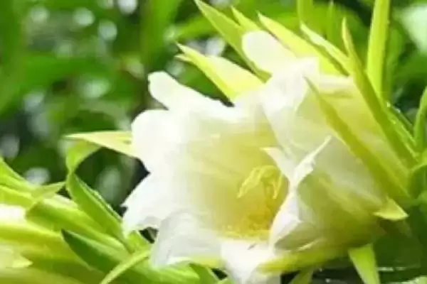 图片[2]-火龙果花期合理疏花及人工授粉要点(火龙果花期合理疏花和人工授粉要点)？-会东网