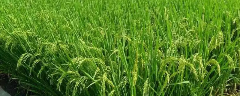 冀6358小麦种子情况、所属类型(冀6358小麦种子介绍,该品种属半冬性)?-会东网