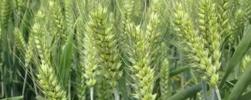 烟农5286小麦种子简介与条锈病抗性(烟农5286小麦种子简介及条锈病抗性)？-会东网