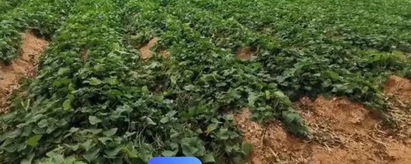 地瓜管理各阶段工作要点(地瓜怎么管理，各阶段需要展开的工作不同)？-会东网