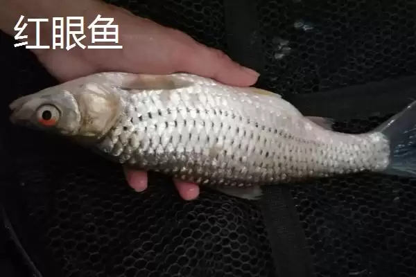 图片[7]-麦鲮鱼和红眼鱼区别介绍(麦鲮鱼圆鳞、吻钝、嘴阔与红眼鱼区别)？-会东网