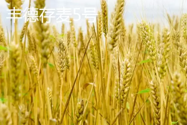 图片[4]-河南麦子品种选择推荐及品种介绍(在河南选择哪个麦子品种好及品种推荐)？-会东网