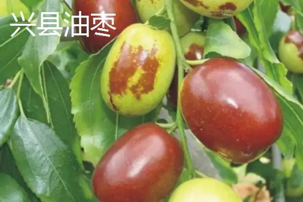 图片[11]-山西省山阴县特产介绍(山西省山阴县特产有油炸糕、荷藕等)？-会东网