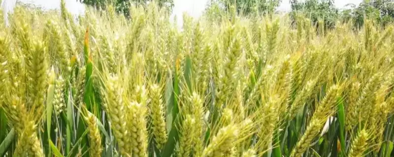 俊达104小麦种子特点、所属类型(俊达104小麦种子特点，属半冬性中晚熟品种)？-会东网