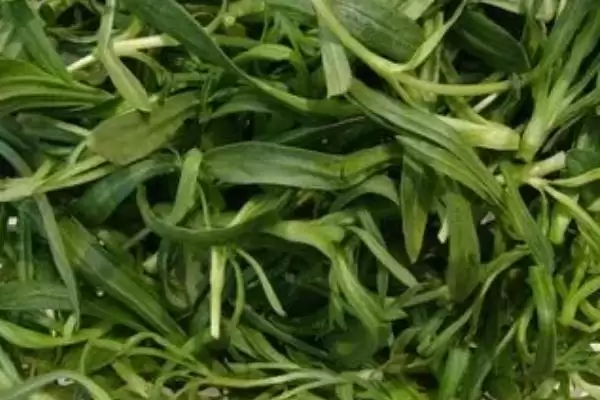 图片[3]-河南野菜的种类相关情况介绍(河南野菜的种类，你吃过哪几种)？-会东网