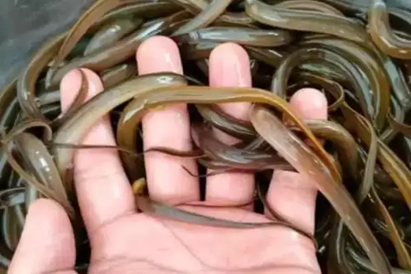 图片[5]-黄鳝笼以活鱼虾蚯蚓等为诱饵的要点(黄鳝笼以活鱼虾蚯蚓等为诱饵要点)？-会东网