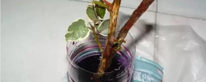 高锰酸钾在养花中是一种强氧化剂(高锰酸钾在养花中作为强氧化剂有何作用)?-会东网