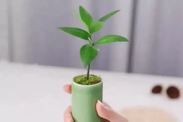 图片[4]-最贵兔耳兰品种及宽叶兰小兰草等介绍(最贵的兔耳兰品种有哪些及介绍)？-会东网