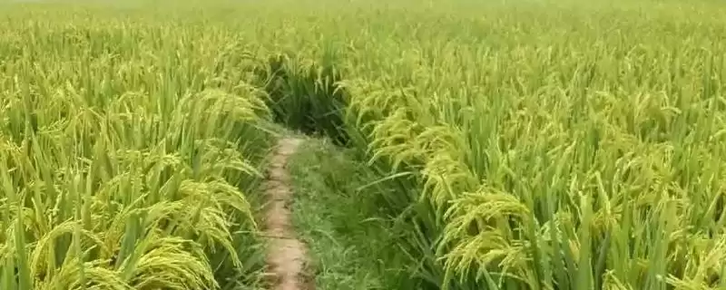 春丰优7号水稻种子该品种植株较高(春丰优7号水稻种子植株较高有何影响)?-会东网