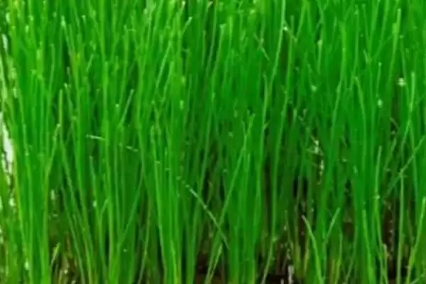 图片[4]-荸荠种植时间为何以3-4月份为宜(荸荠种植时间为何选3-4月)？-会东网