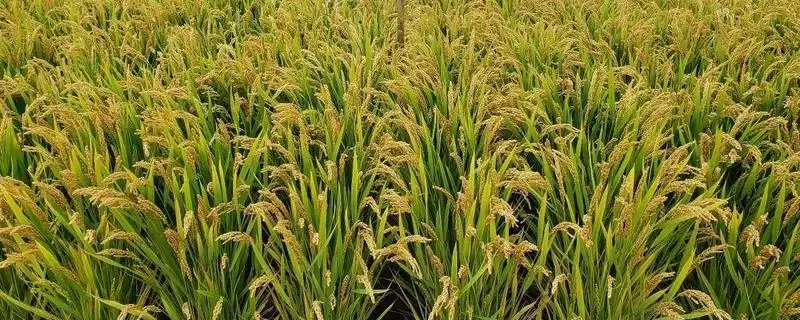 恒祥糯10号水稻种每亩尿素10千克加拌除草剂要点(恒祥糯10号水稻种尿素加拌除草剂要点)?-会东网