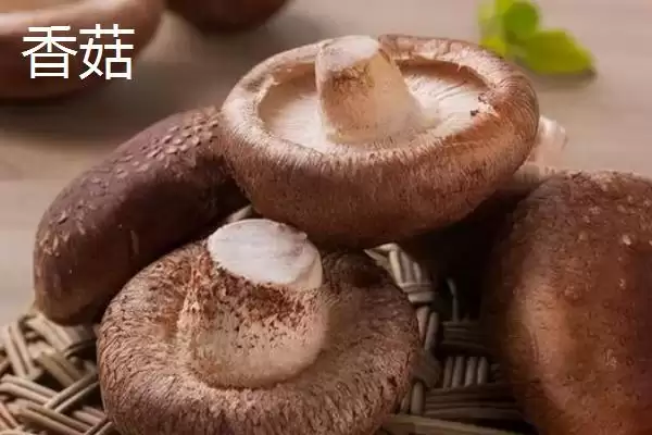 图片[3]-草菇和香菇科属、外观、生长环境均不同(草菇和香菇区别有何体现)？-会东网