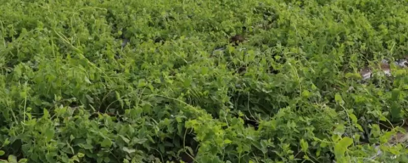 黄芪种植中常见问题相关情况(黄芪种植中常见的问题，注意避免以下四点)？-会东网