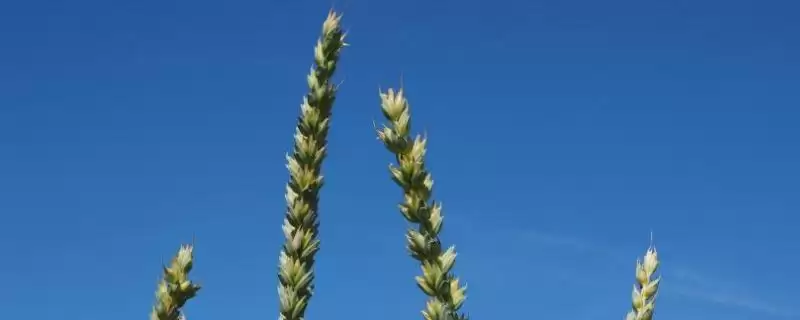 蜀麦691小麦品种抗病特性(蜀麦691中抗赤霉病)？-会东网