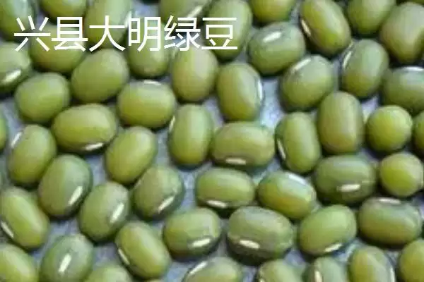 图片[9]-山西省山阴县特产介绍(山西省山阴县特产有油炸糕、荷藕等)？-会东网