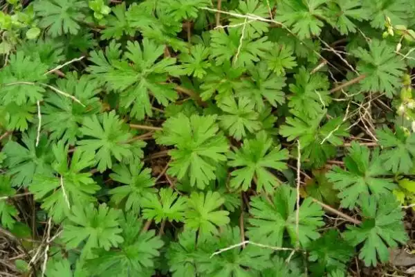 图片[4]-野老鹳草发生特点及与植物竞争情况(野老鹳草的发生特点及与植物竞争情况)？-会东网