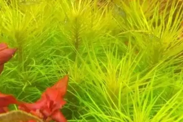 图片[3]-稻穗水草养殖难度大对环境要求严格(稻穗水草养殖有何难点与要求)？-会东网