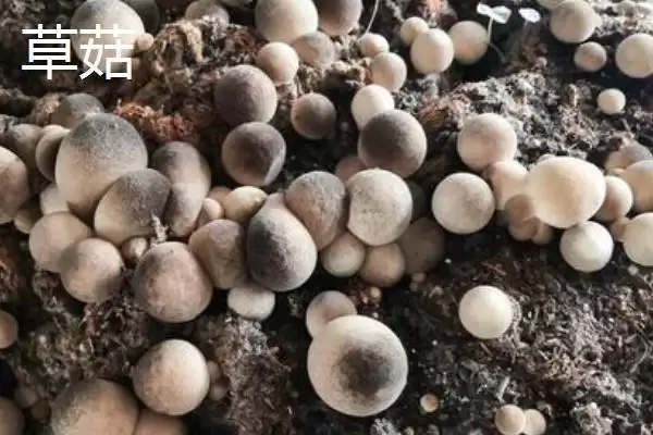 图片[2]-草菇和香菇科属、外观、生长环境均不同(草菇和香菇区别有何体现)？-会东网