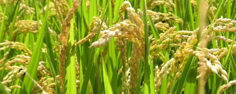 恩两优66水稻种子全生育期151.8天(恩两优66水稻种子全生育期151.8天有何特点)?-会东网