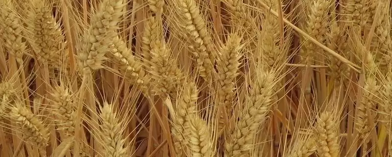 皖垦麦0901小麦品种播期介绍(皖垦麦0901适宜播期10月10-25日)？-会东网