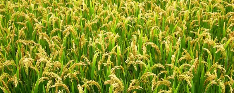 楚两优6号水稻品种全生育期119.6天(楚两优6号水稻品种全生育期119.6天有何特性)？-会东网