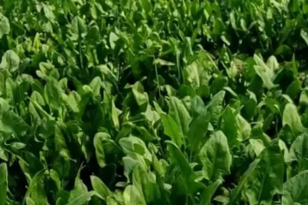 图片[8]-越冬菠菜种植时间与适宜气温条件(越冬菠菜什么时候种及适宜气温)？-会东网