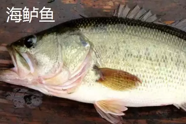 图片[2]-海鲈鱼和淡水鲈鱼区别要点(海鲈鱼和淡水鲈鱼有什么区别，海鲈鱼身体粗长、淡水鲈鱼呈纺锤形)？-会东网