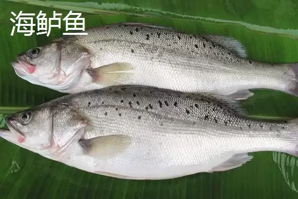 图片[4]-鲈鱼常见种类介绍(鲈鱼常见种类有河鲈、海鲈、松江鲈等)？-会东网