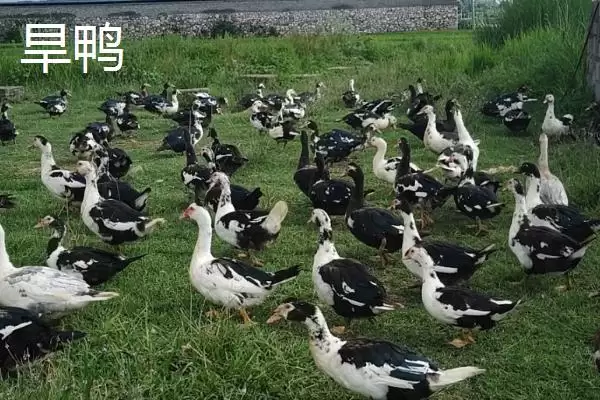 图片[2]-旱鸭和水鸭外观分布地区和口感不同详情(旱鸭和水鸭外观分布地区和口感不同详情)？-会东网
