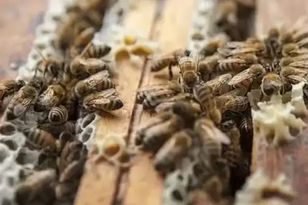 图片[5]-养殖昆虫前景分析及目前发展状况(养殖昆虫的前景如何及发展状况)？-会东网