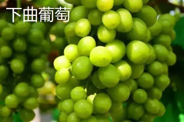 图片[7]-甘肃省天水市的特产水果种类(甘肃省天水市有哪些特产水果，包括秦安蜜桃、秦安苹果、麦积核桃等种类)？-会东网