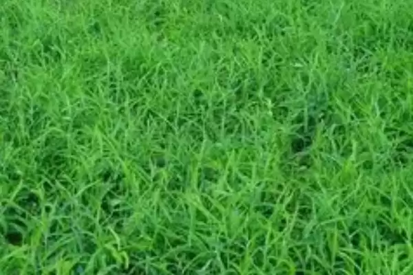 图片[2]-柴胡选择在沙壤土种植为佳(柴胡种植选择沙壤土有何优势)？-会东网